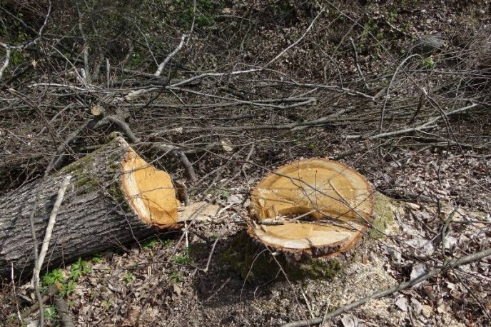 У курортній зоні Шаяна невідомі вирубали більше гектара столітніх дубів – 03