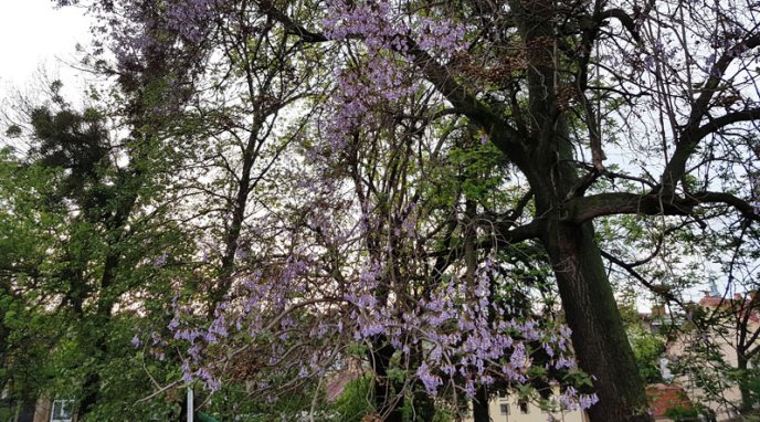 У Мукачеві розквітло Адамове дерево – 04