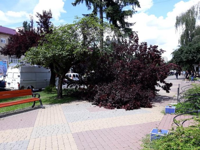 В Ужгороді на тротуар впала величезна гілка – 03