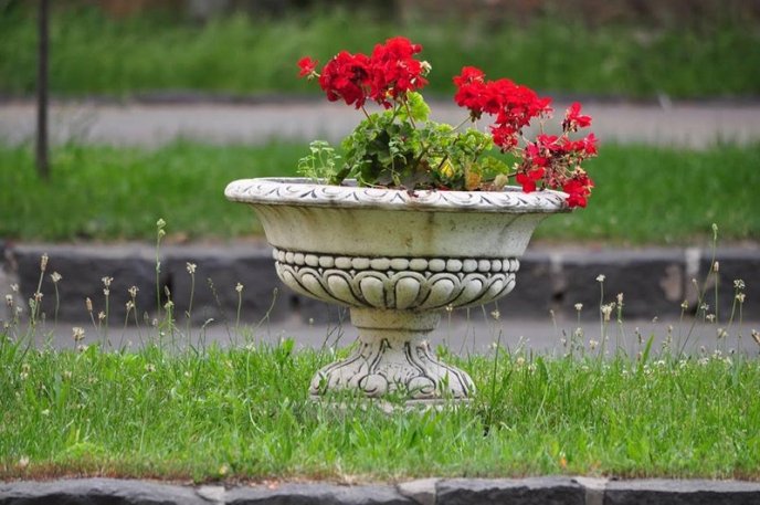 Ужгород буяє квітковим різнобарв’ям – 12