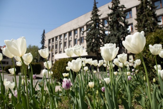 В Ужгороді розквітли понад 40 000 тюльпанів – 02