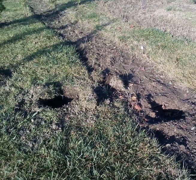 У Мукачеві вкрали понад 20 нещодавно висаджених дерев – 06