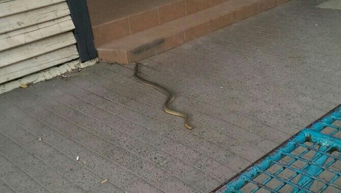 У центрі Ужгорода велика змія налякала перехожих – 05