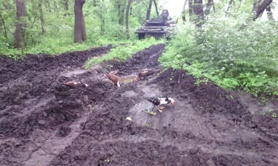 На Донбасі бійці закарпатської 128-ої бригади розвели поросят та цуценят – 01