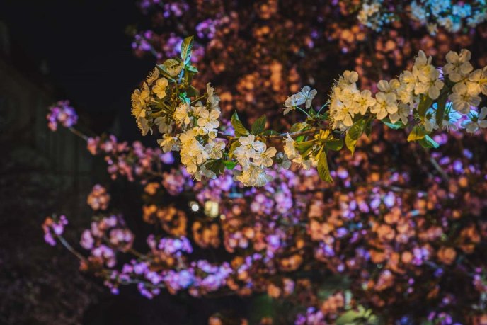 Сакури в Ужгороді: де знайти найкрасивіші дерева (мапа) – 08