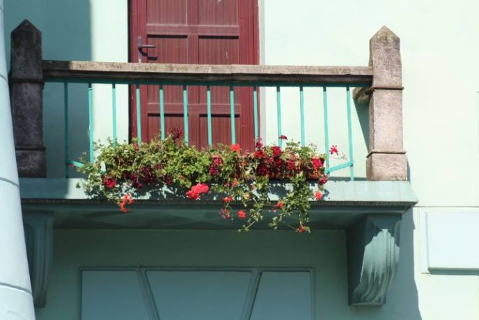 Мукачівську ратушу прикрасили квітами – 02 Мукачівську ратушу прикрасили квітами – 02