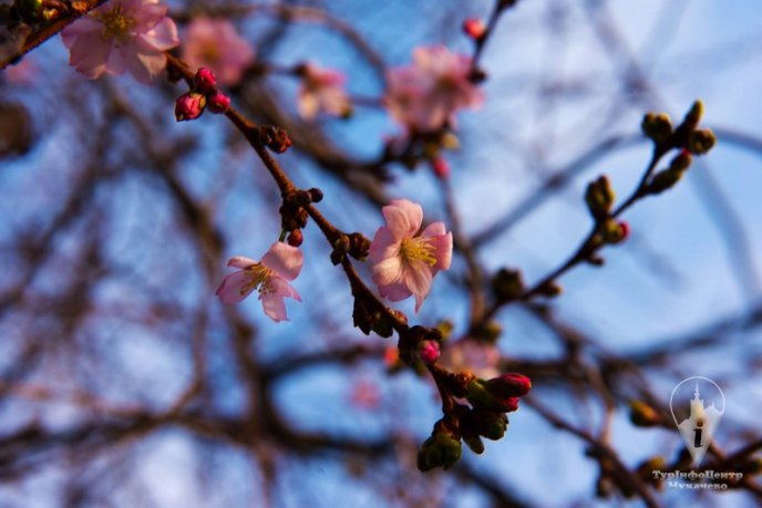 У Мукачеві квітне "скажена" сакура: чарівні фото – 04