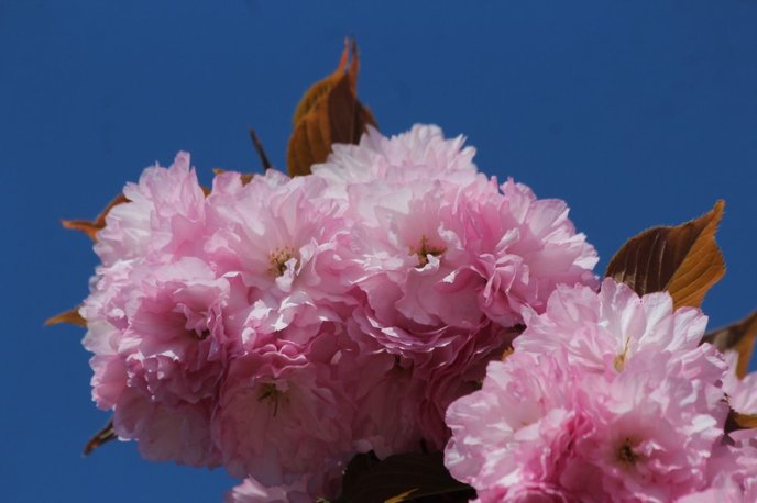 Неймовірна краса: у Мукачеві квітне найдовша алея сакур на Закарпатті – 05