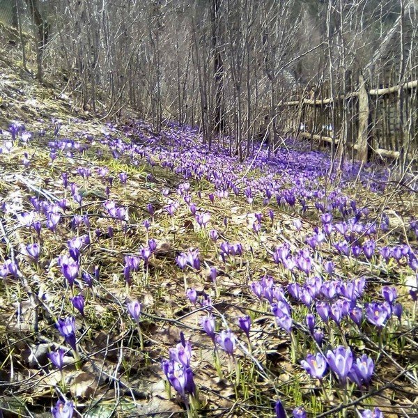 У мальовничій Колочаві почали масово квітнути крокуси – 05