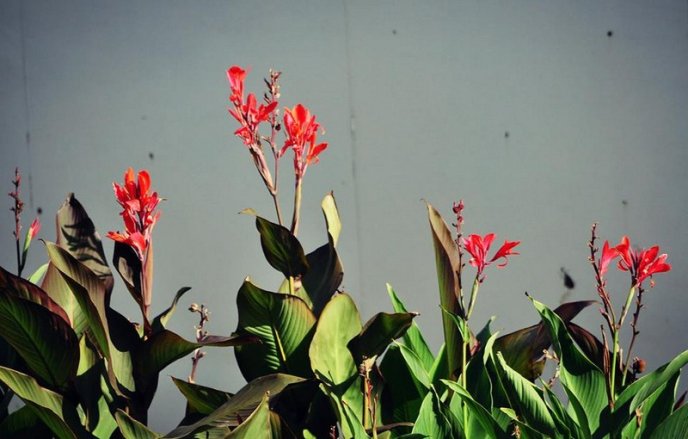 На площах Ужгорода висадили 1500 кущів хризантем – 08