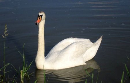 Білий лебідь оселився на Латориці – 04