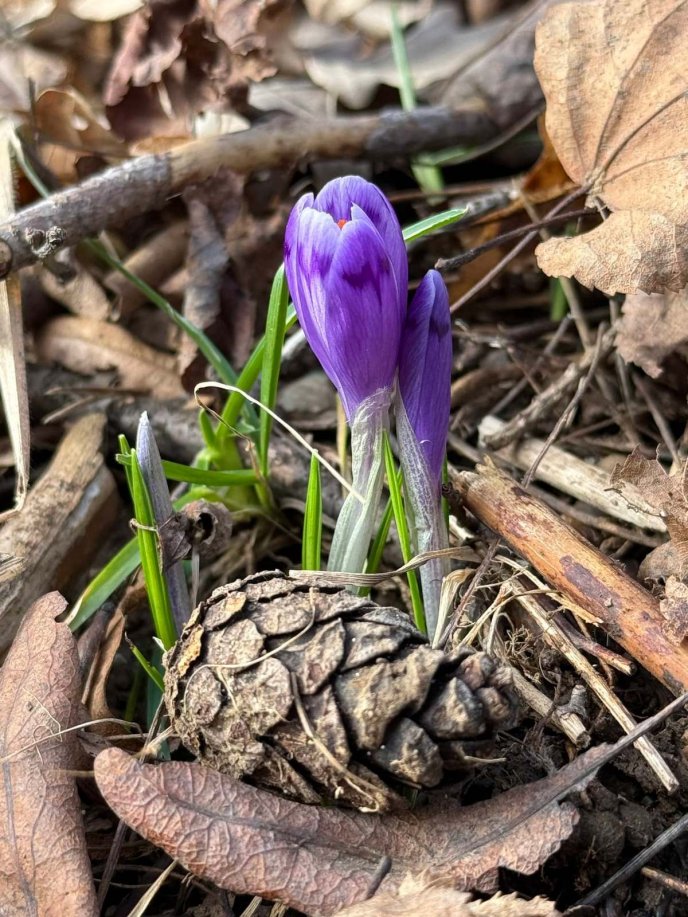 Цвітіння наразі поодиноке