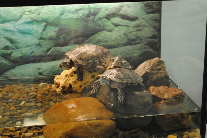 У Мукачеві відкрили виставку риб (ФОТОРЕПОРТАЖ) – 07