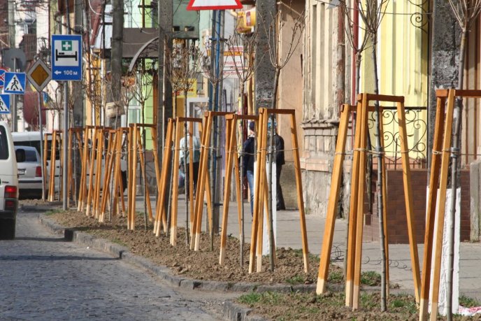 Мерія Мукачева показала кленову алею, висаджену на місці зрізаних дерев на вулиці Духновича – 08