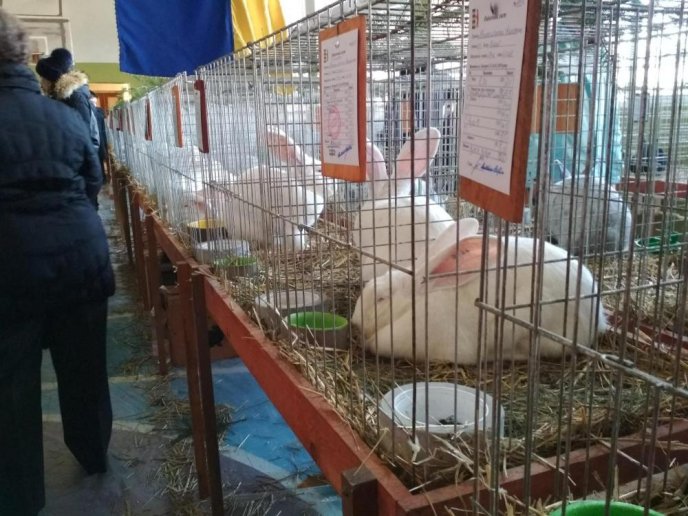 В Ужгороді відбулась виставка кролів – 05