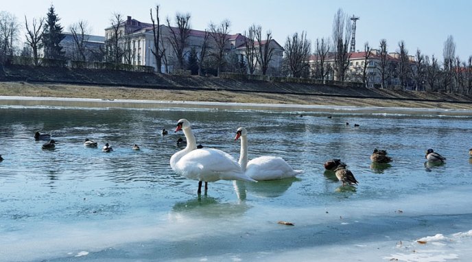 Лебедя, який опинився у крижаній пастці, приїхали визволяти рятувальники – 01