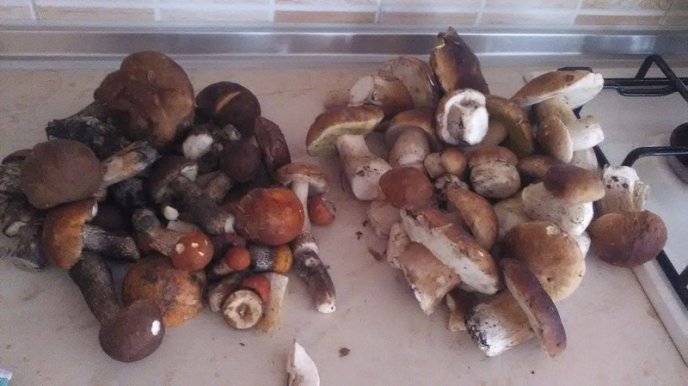 У лісах Закарпаття збирають щедрий грибний урожай – 28