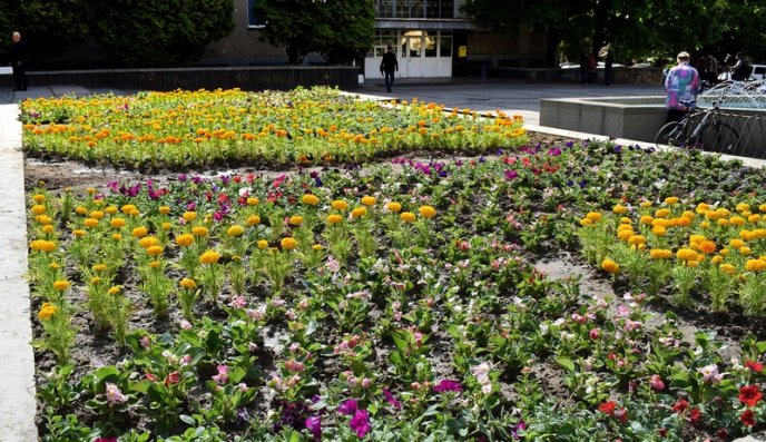 Ужгород активно приводять до ладу: прибирають вулиці, садять квіти, косять траву – 02