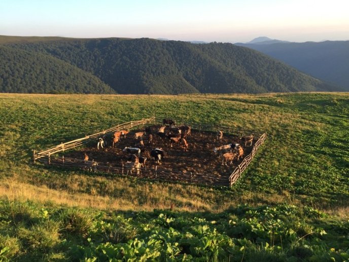 На Рахівщині випасають карпатських буйволів – 01