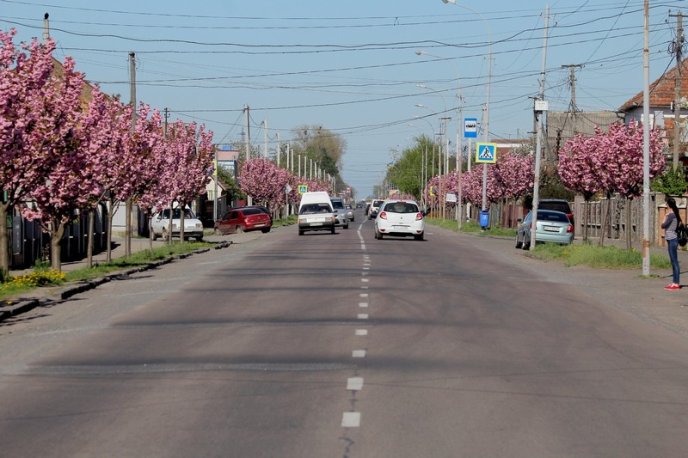 Неймовірна краса: у Мукачеві квітне найдовша алея сакур на Закарпатті – 04