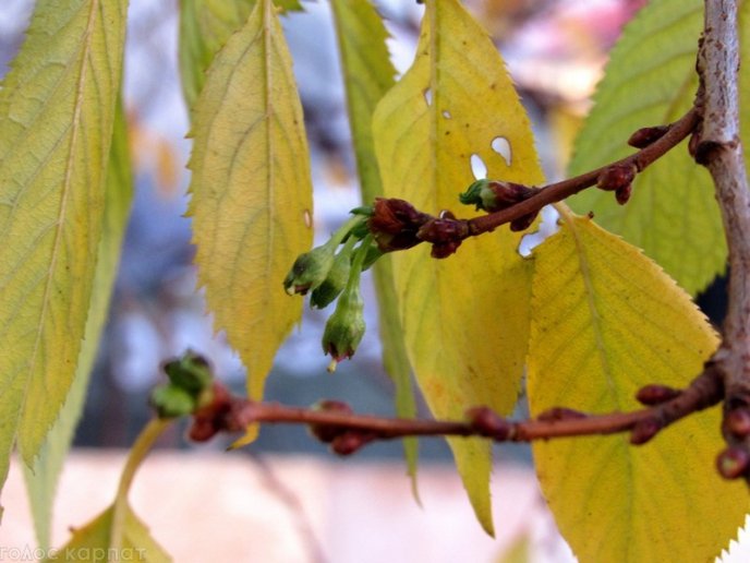 Природна аномалія: у Мукачеві в листопаді зацвіла сакура – 01