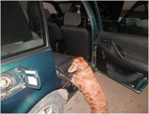 Стрілянина на кордоні: контрабандист намагався втекти від прикордонників – 01