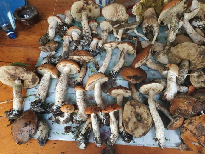 Грибний сезон: закарпатці діляться фотографіями із "тихого полювання" – 04