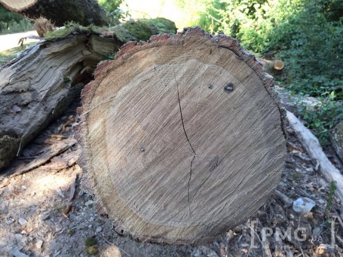 Чергову вирубку лісу виявили у мікрорайоні "Шипка", що у Мукачеві – 02