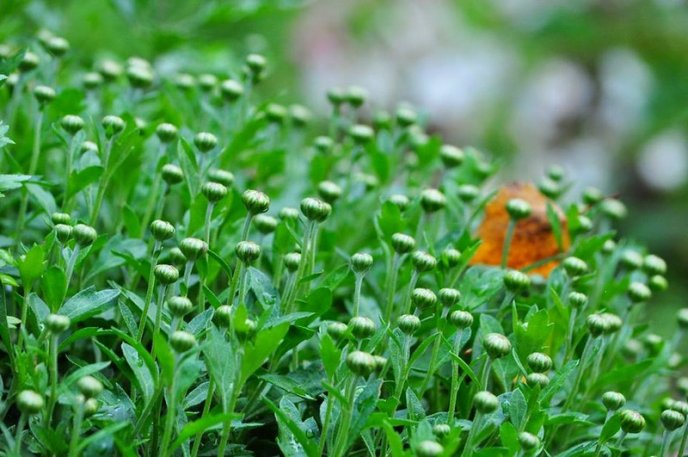 На площах Ужгорода висадили 1500 кущів хризантем – 12