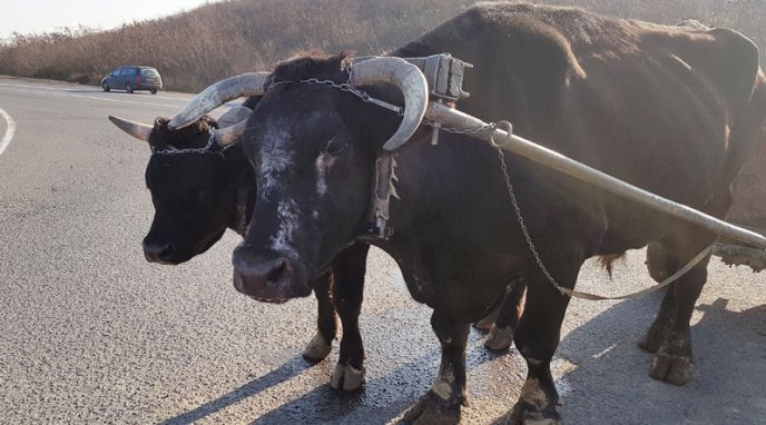 Закарпатець тримає у господарстві рідкісні для Закарпаття воли і хвалиться, що їх зняли у фільмі – 02