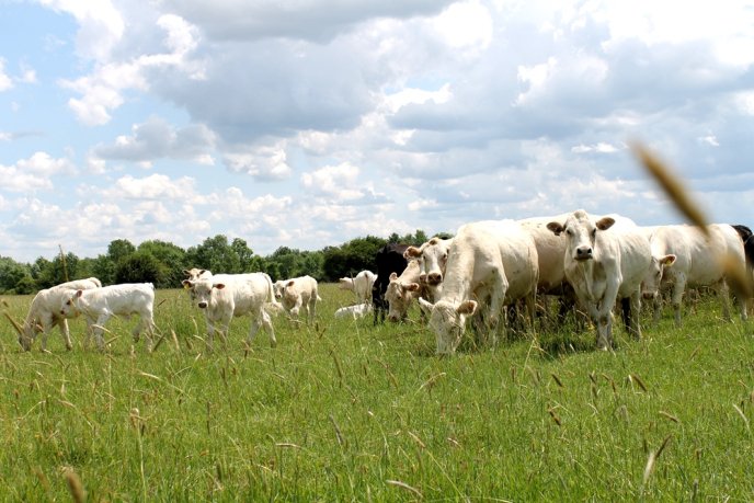 На Закарпаття завезли французьких корів – 11