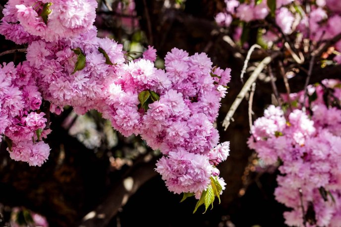 Ужгород готується до масового цвітіння сакур – 01