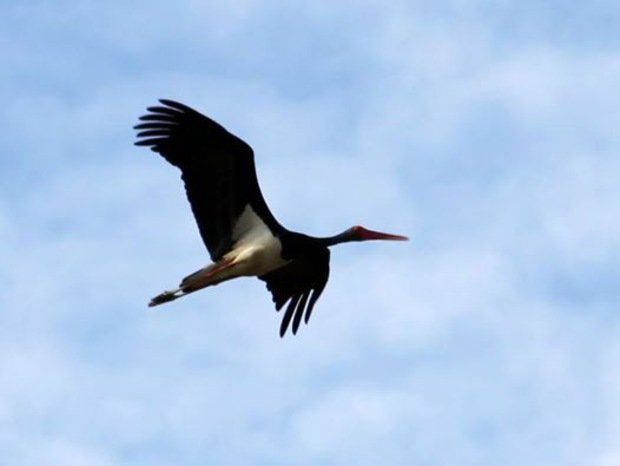 Чоловік витратив два дні, щоб сфотографувати в небі над Ужгородом "те чудернацьке, про що розповідали люди" – 03