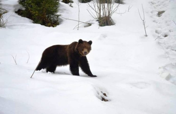У нацпарку "Синевир" уже прокинулися ведмеді – 05