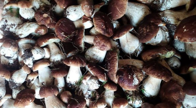 Закарпатець зібрав 21 кілограм білих грибів – 01