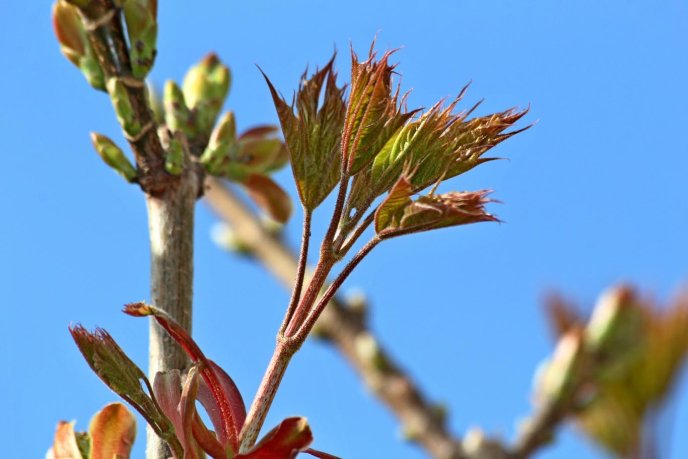 Мерія Мукачева показала кленову алею, висаджену на місці зрізаних дерев на вулиці Духновича – 05