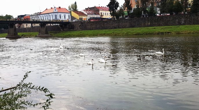 В Ужгород прилетіли семеро "пернатих" гостей – 05