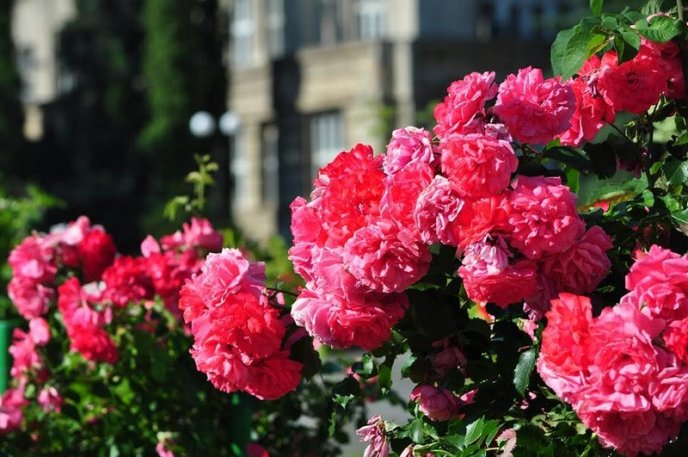 Ужгород буяє квітковим різнобарв’ям – 14