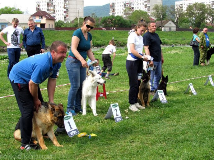 У Мукачеві відбулася масштабна виставка собак – 01
