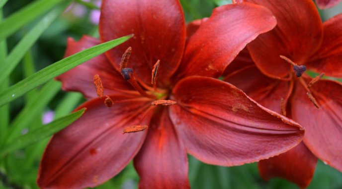 Закарпатка вирощує понад 30 видів різнокольорових лілій – 03