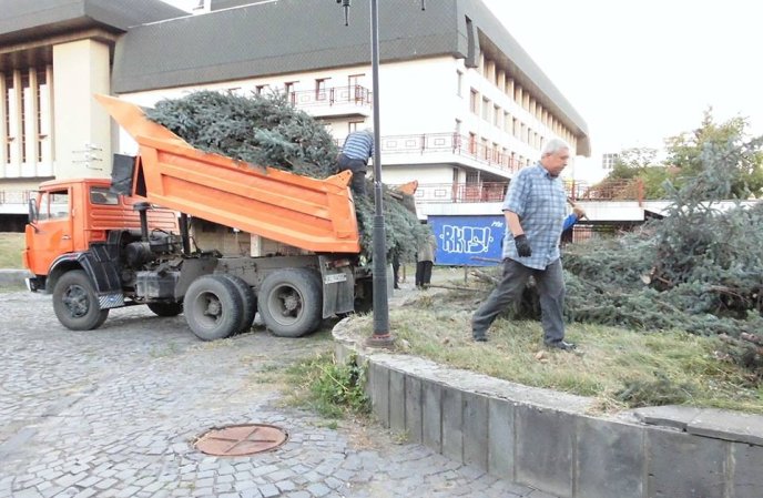 В Ужгородській міській раді прокоментували вирубку дерев біля драмтеатру – 01