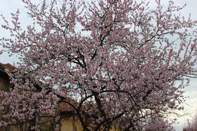 Цвітіння дерев у Мукачеві: краса у центрі міста – 12