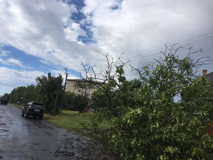 Неподалік Ужгорода дерево впало на лінію електропередач – 01