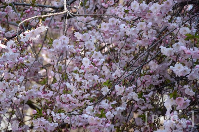 Мукачівці та гості міста вже милуються цвітінням сакур та магнолій – 10