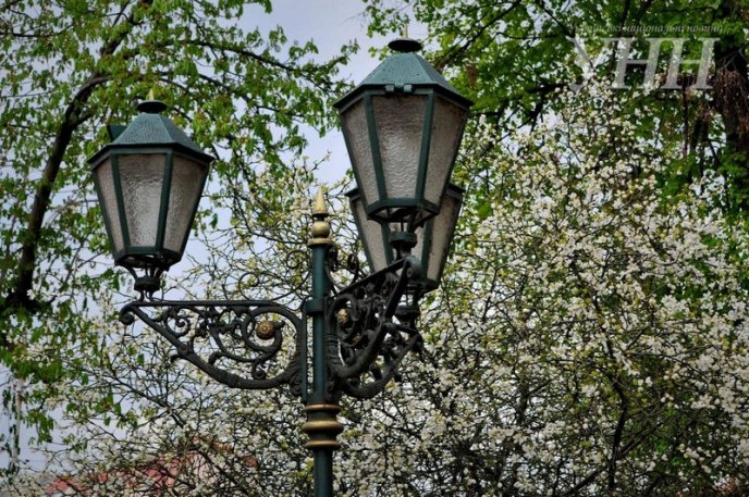 В Ужгороді розквітли дикі лимони – 05