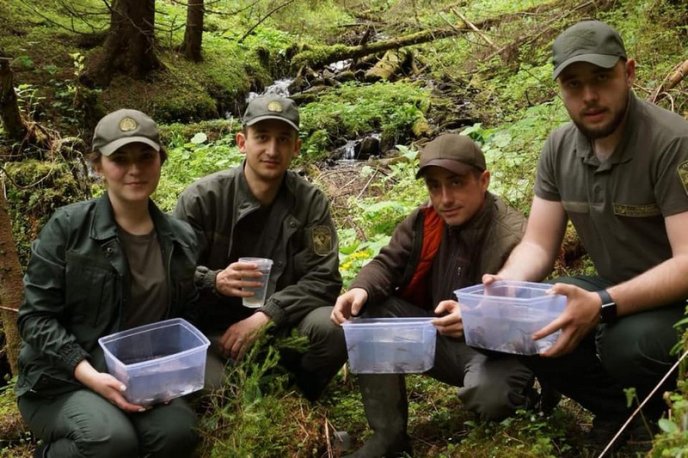 У гірські річки Рахівщини випустили понад 15 тисяч мальків форелі – 03