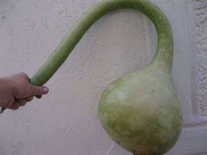 Закарпатець виростив на городі чудернацький овоч – 03