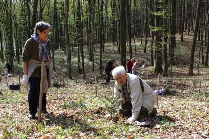 У Шевченківській алеї, що на Ужгородщині, відомі закарпатці висадили нові дерева – 05