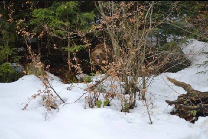 У нацпарку "Синевир" уже прокинулися ведмеді – 04