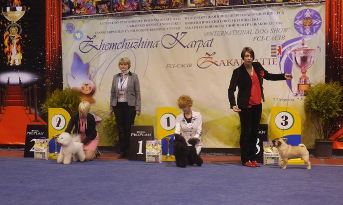 В Ужгороді визначили переможця Міжнародної виставки собак – 13